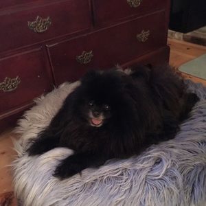 Meet your Posher, Allison